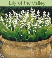 13-LILY-OF-THE-VALLEY