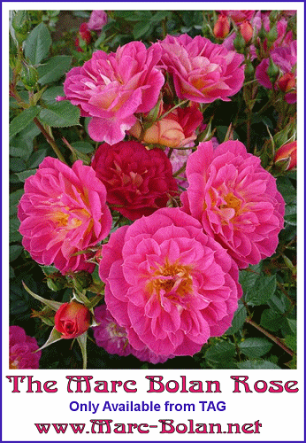 CLICK HERE TO BUY MARC BOLAN ROSE BUSHES
